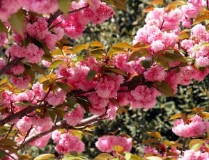Flowers, Bloom, Japanese Cherry, Spring, flower, pink color thumbnail