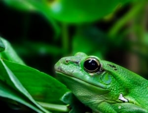 closeup photo of green lizard near the green leaf plant thumbnail