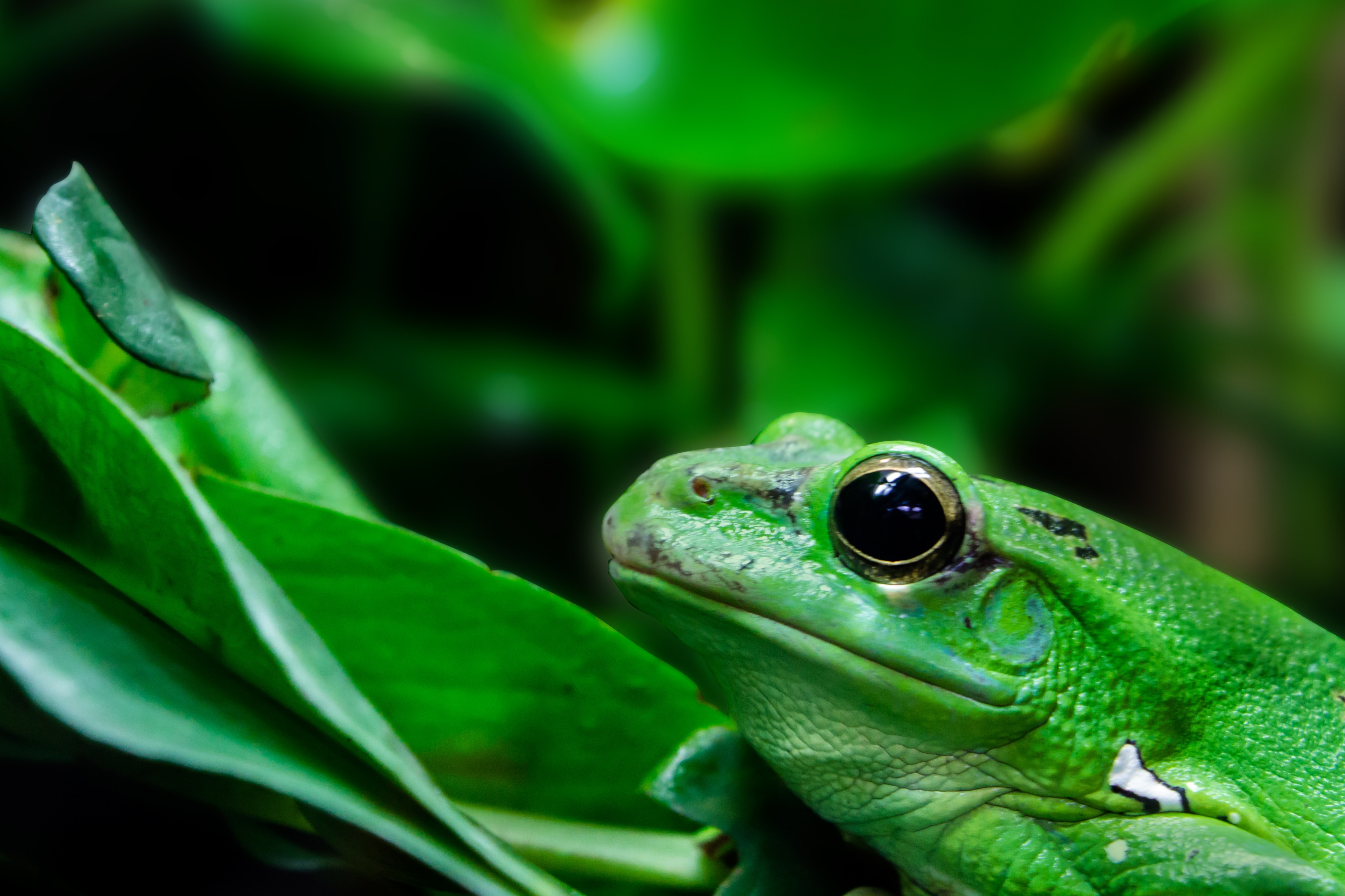closeup photo of green lizard near the green leaf plant