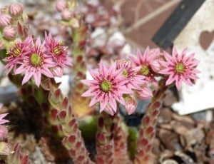 Blossom, Plant, Cactus, Close, Dry, flower, outdoors thumbnail
