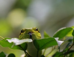 Sharpnose Snake, Green, Snakes, Toxic, leaf, one animal thumbnail