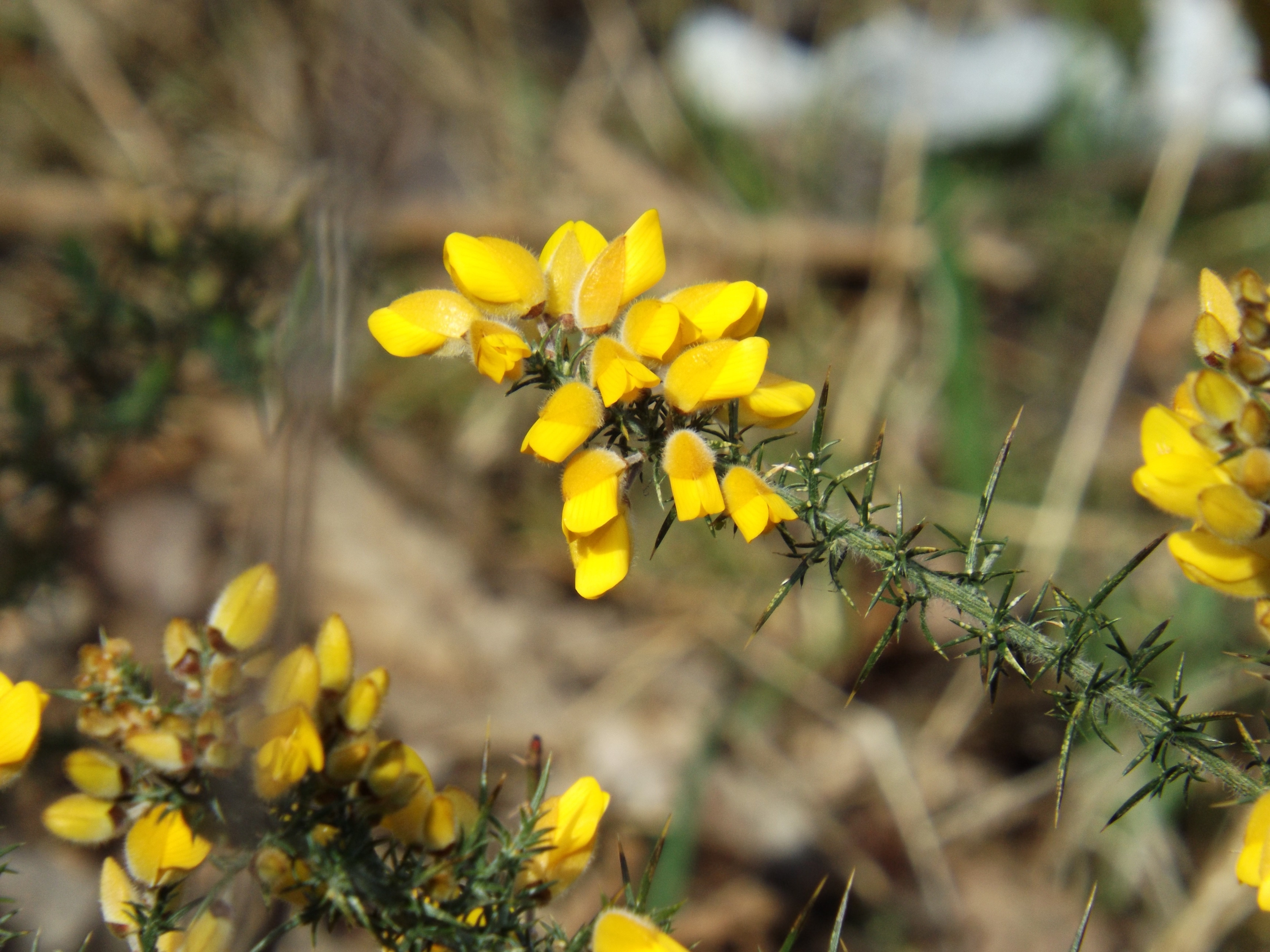 selective focus photo of yellow lotus corniculatus flower