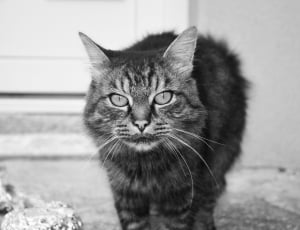 grayscale photo of wild cat thumbnail