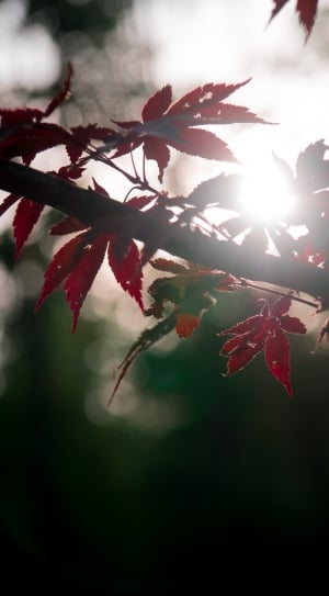 red maple leaves thumbnail