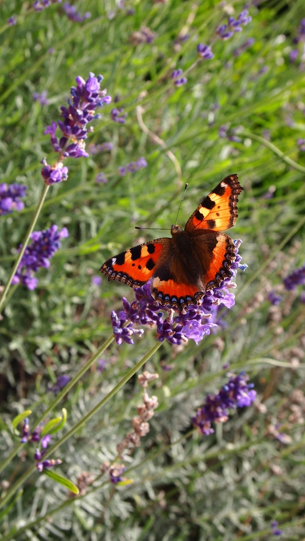 red black and orange tortoise shell butterfly in lavender plant preview