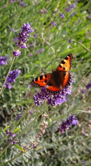 red black and orange tortoise shell butterfly in lavender plant thumbnail