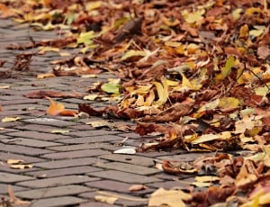 withered leaf lot and brick road thumbnail