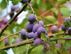purple round fruits thumbnail