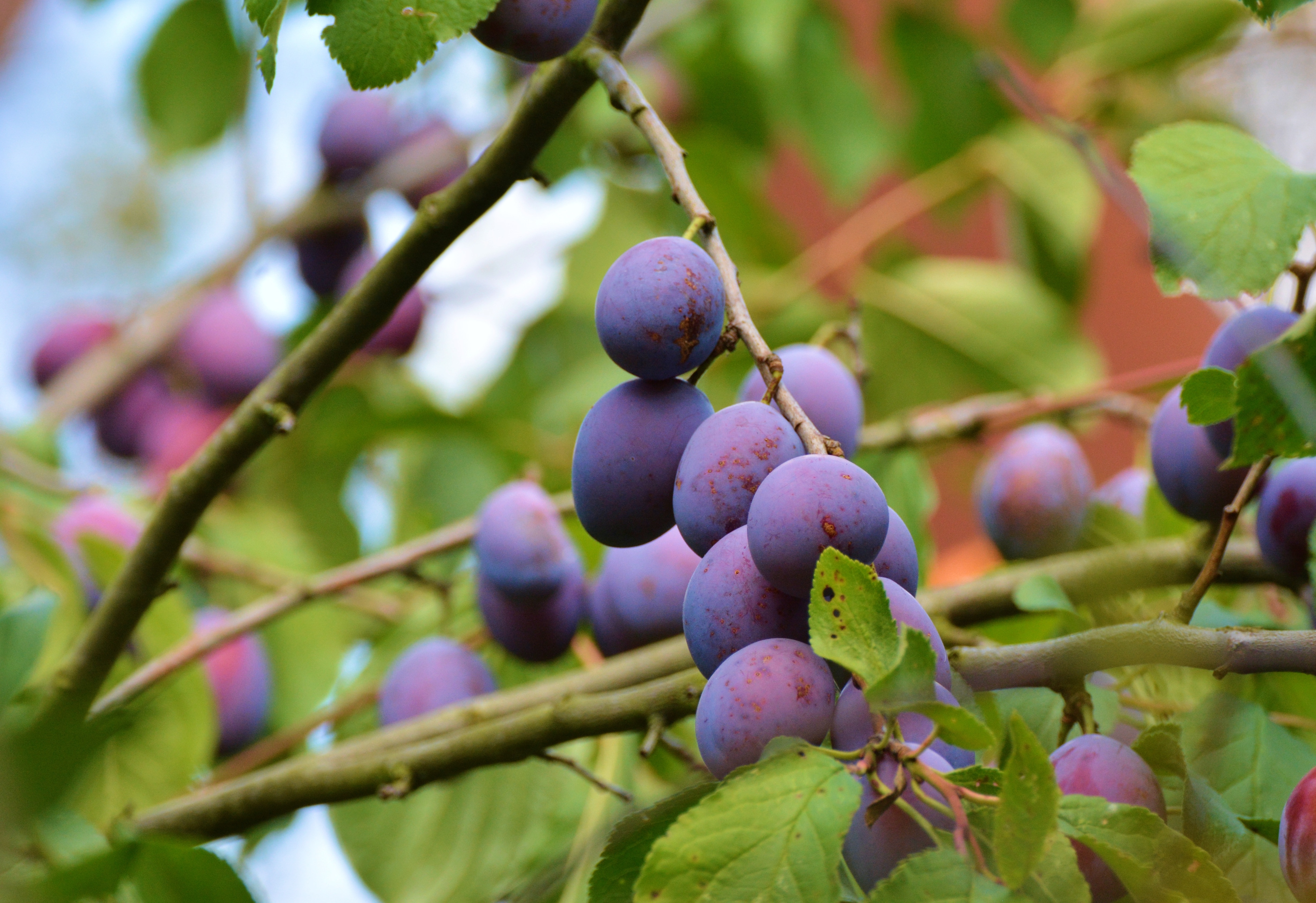 purple round fruits