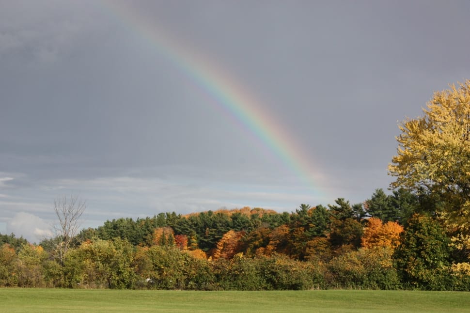 Fall, Fall Leaves, Leaves, Rainbow, rainbow, tree preview
