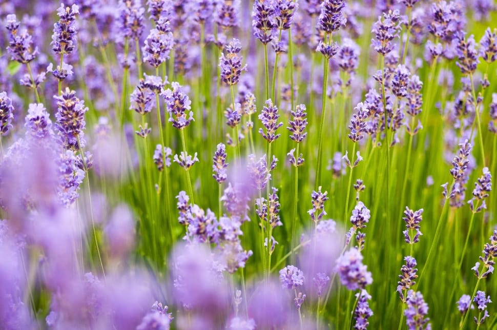 Background, Purple, Spring, Lavender, purple, lavender preview