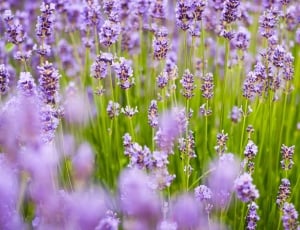 Background, Purple, Spring, Lavender, purple, lavender thumbnail