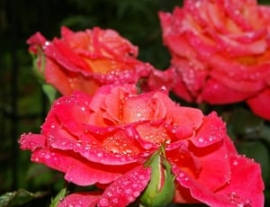 3 pink petaled flowers thumbnail