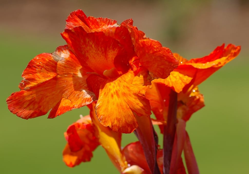 orange canna lily preview