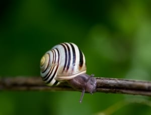 white black and brown snail thumbnail