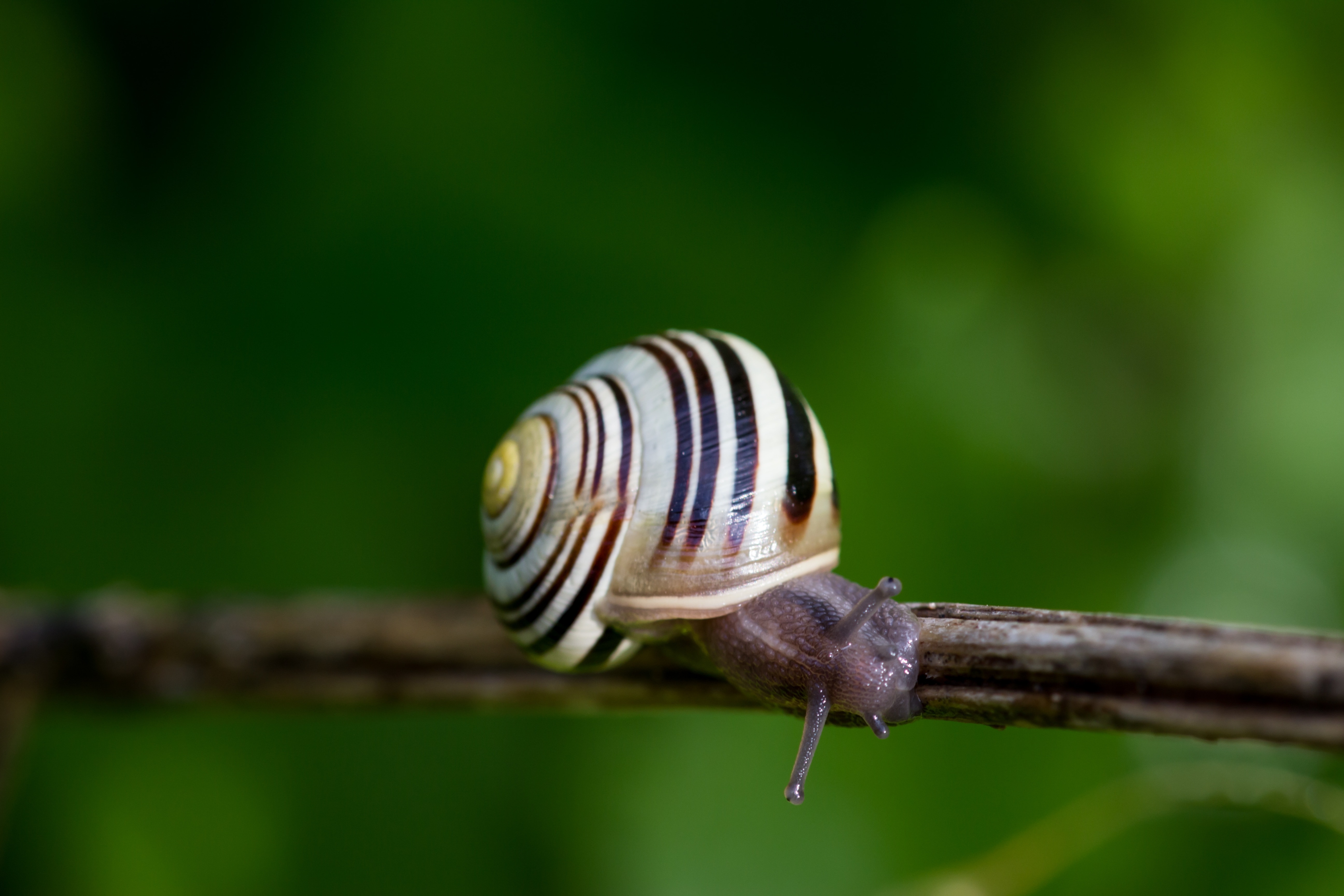 white black and brown snail