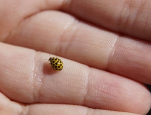 cucumber spotted beetle thumbnail