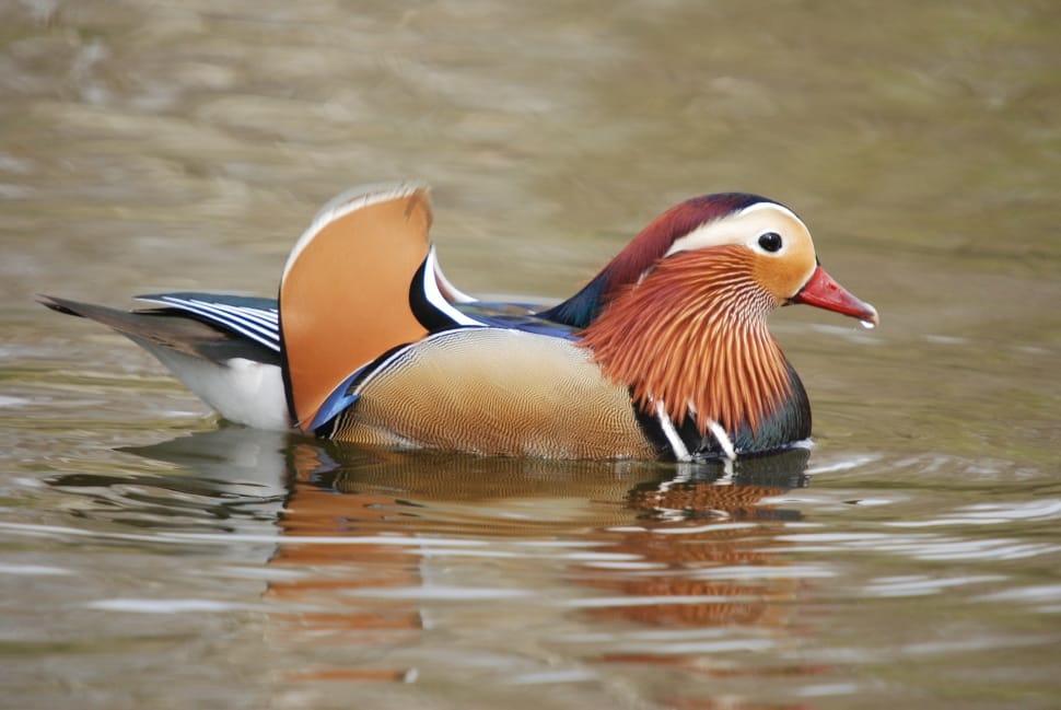 mandarin duck preview