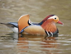 mandarin duck thumbnail
