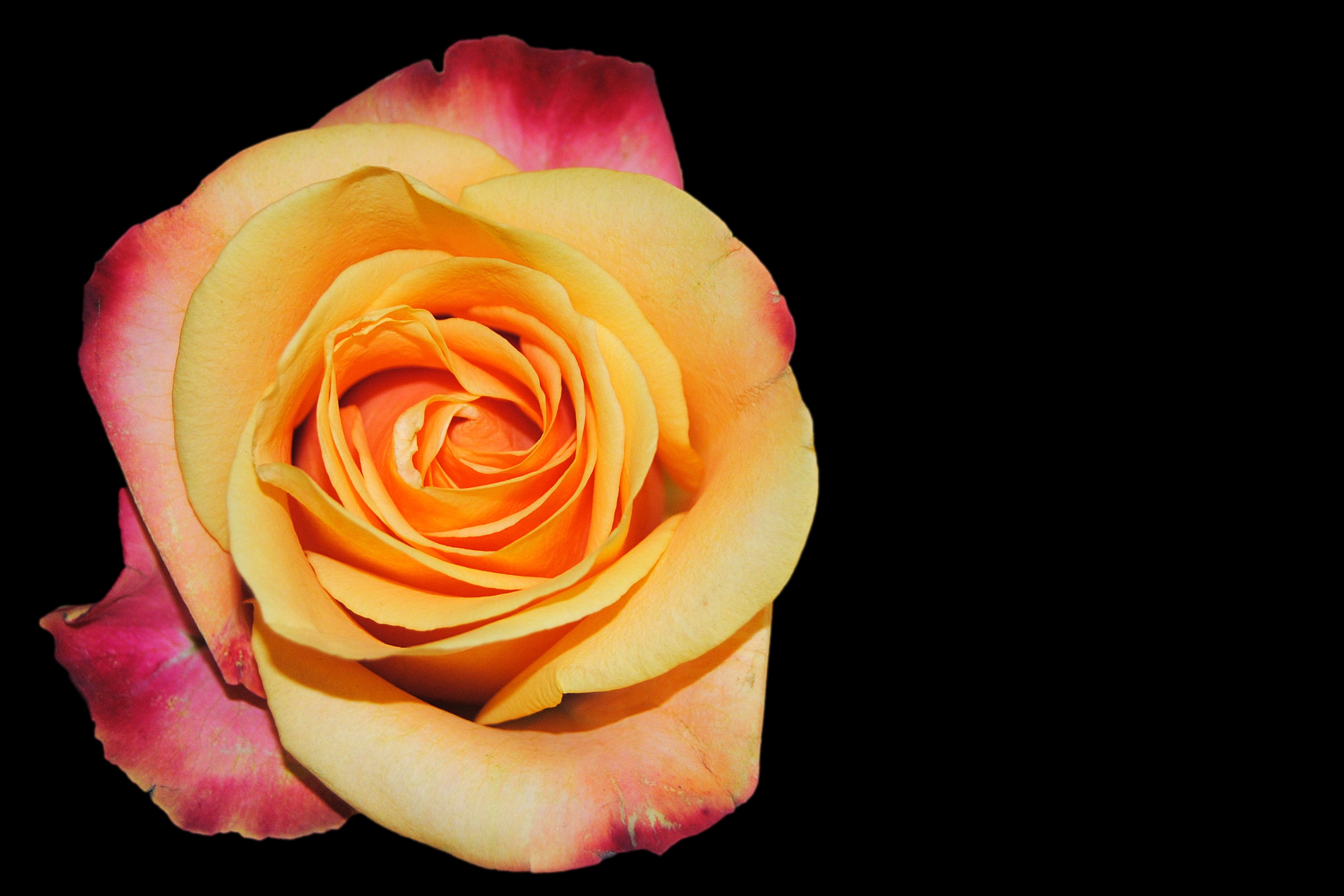 3840x2160 wallpaper | yellow and pink rose | Peakpx