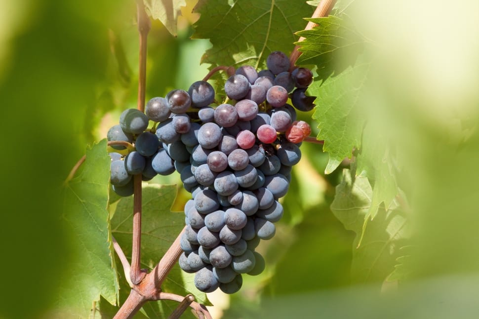 Vine, Wine, Wine Harvest, Plant, Grape, grape, agriculture preview