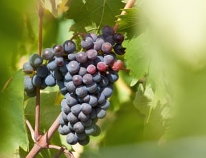 Vine, Wine, Wine Harvest, Plant, Grape, grape, agriculture thumbnail
