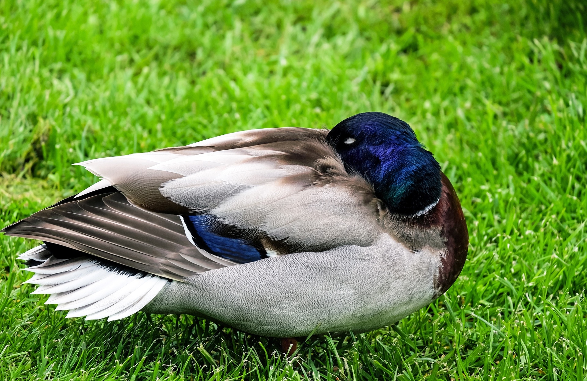 mallard duck