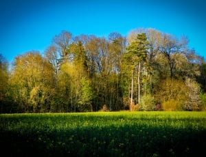 Field, Colors, Postcard, Landscape, grass, nature thumbnail