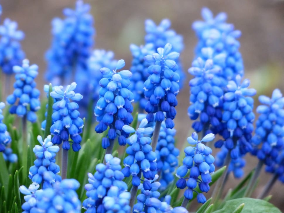 close up photo of grape hyacinth preview
