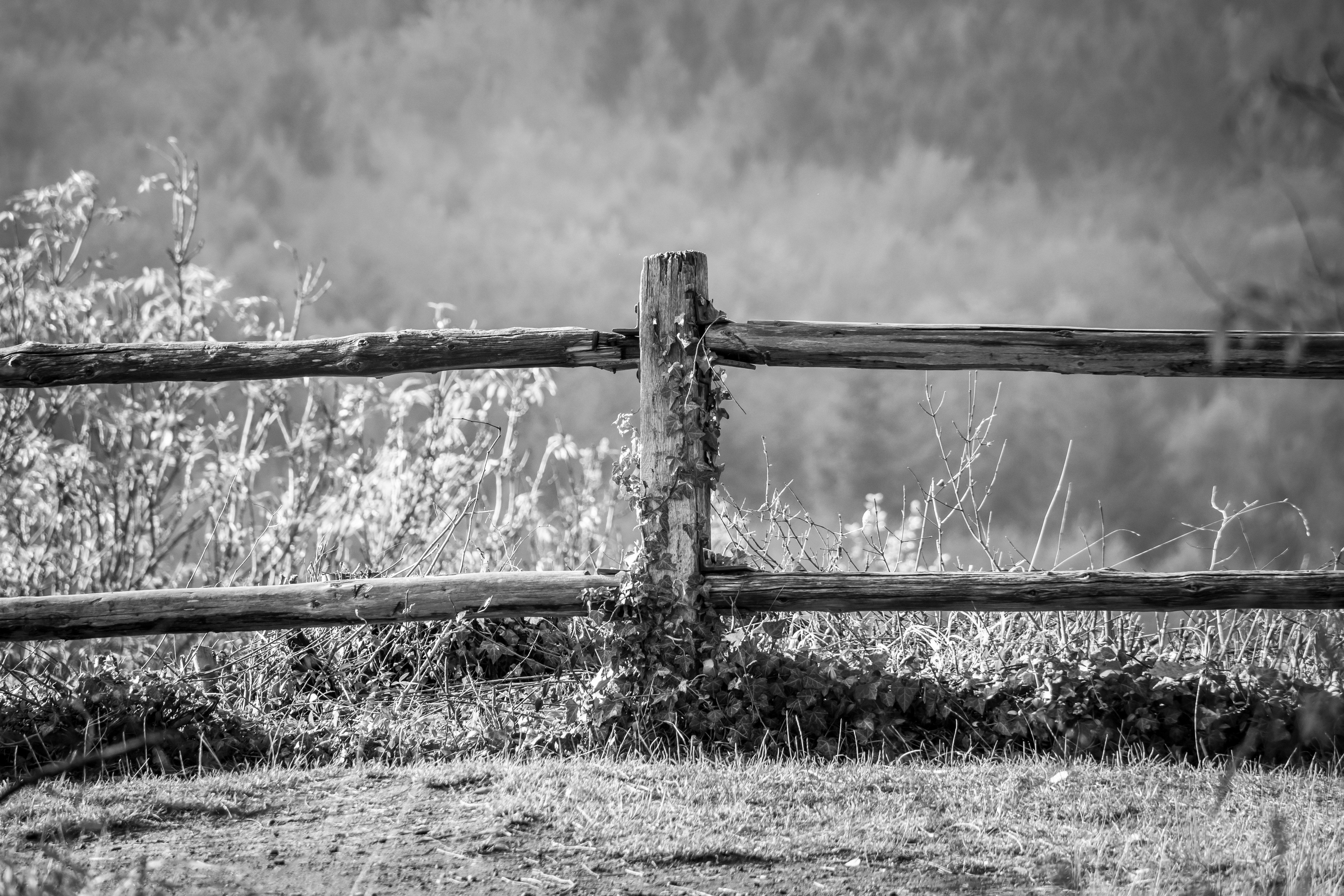 grey wooden fencew