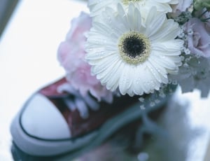 white, petal, flowers, shoe, flower, close-up thumbnail