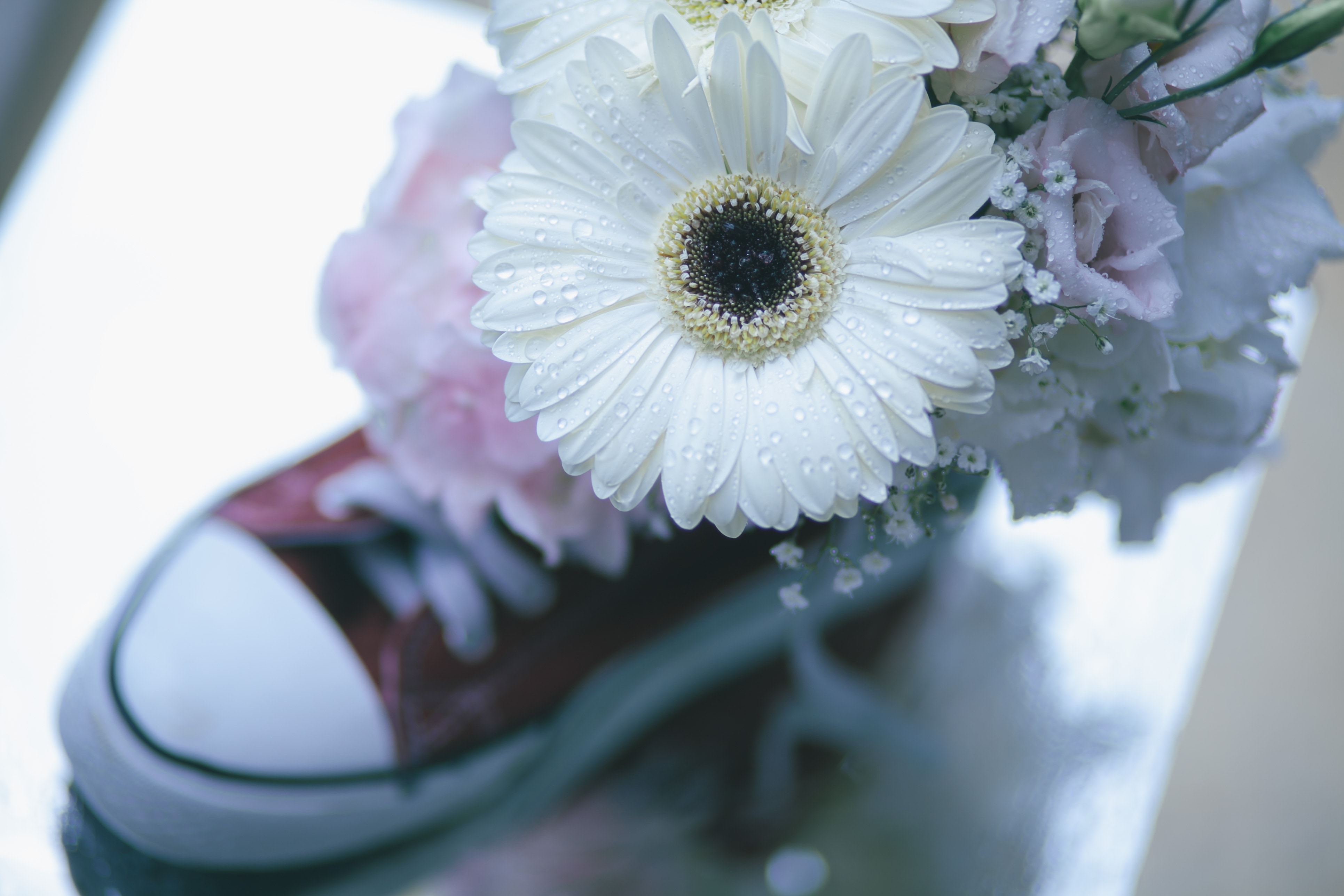 white, petal, flowers, shoe, flower, close-up