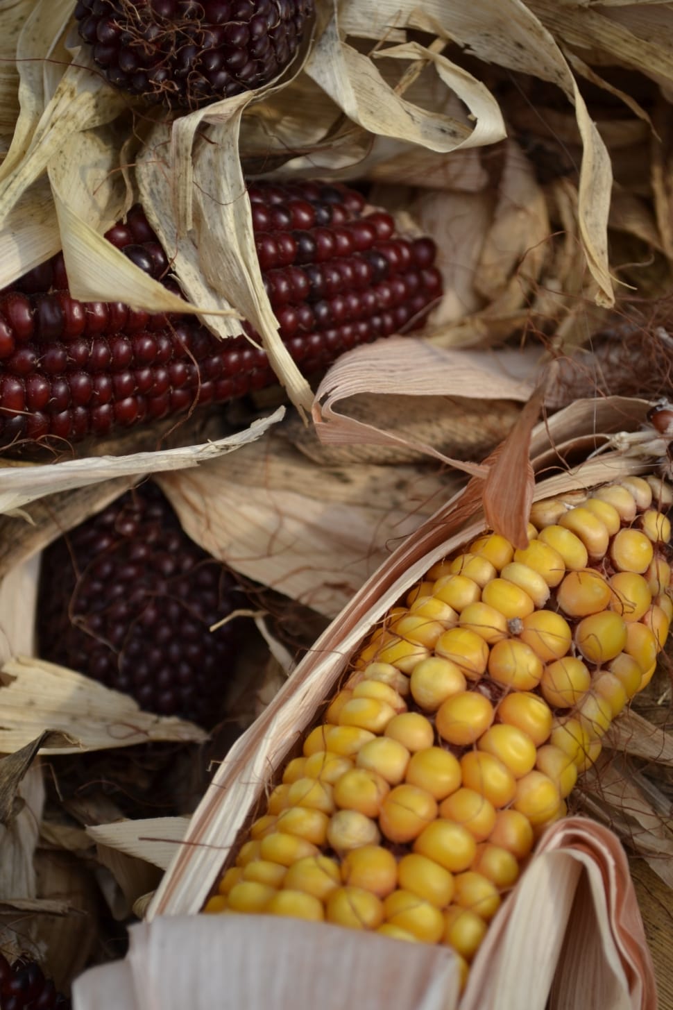 yellow and purple corn preview