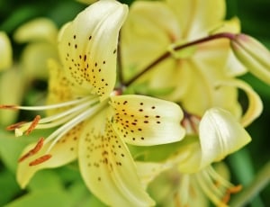 Plant, Spring, Blossom, Lily, Flower, close-up, flower thumbnail