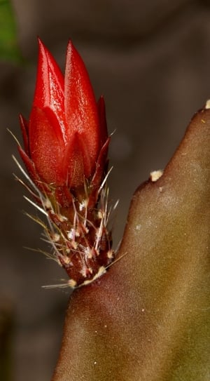 Close, Flower, Cactus, close-up, flower thumbnail