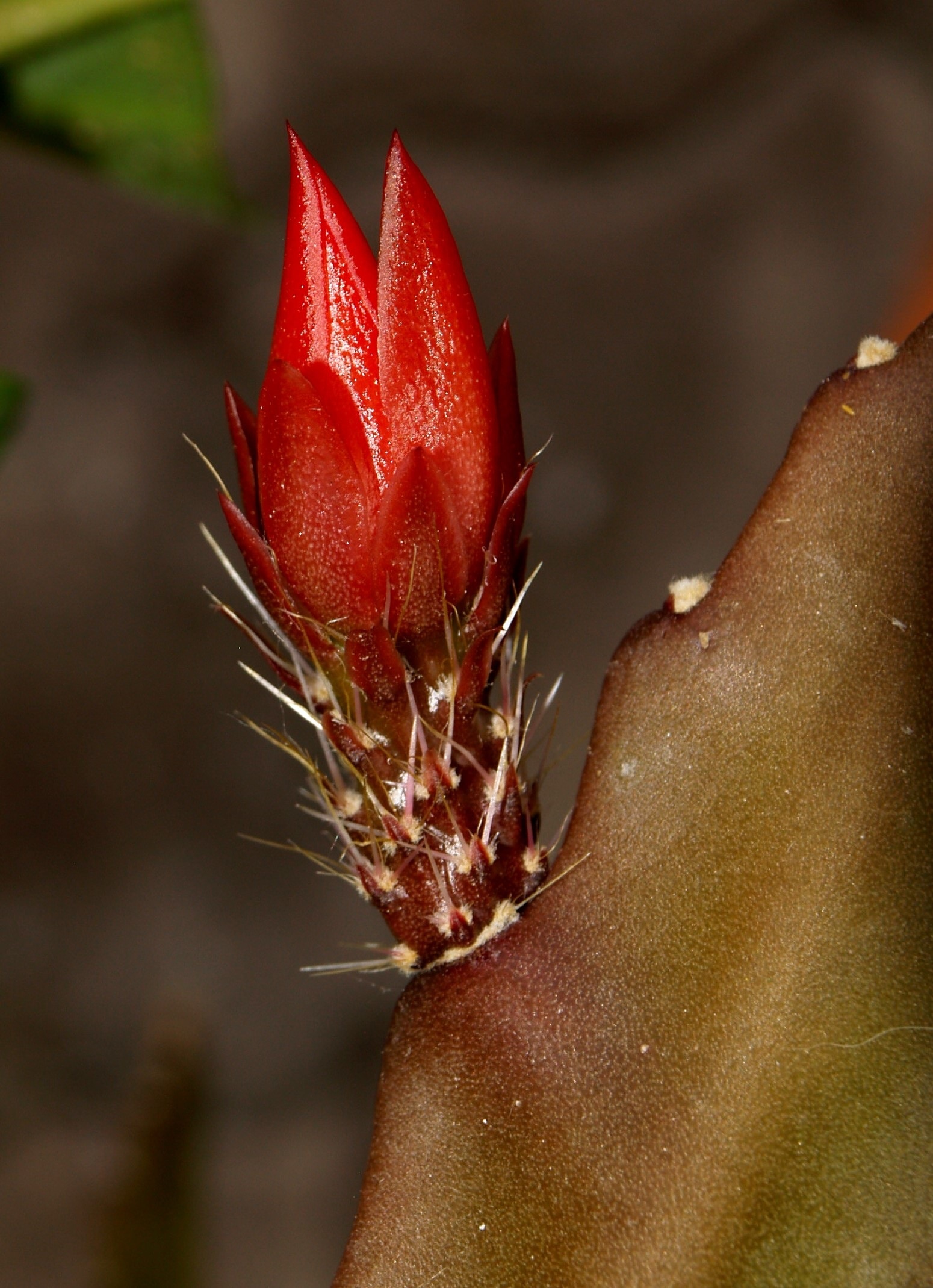 Close, Flower, Cactus, close-up, flower