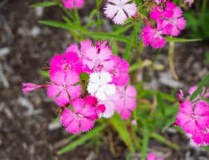 pink petaled flowers thumbnail