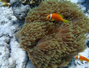 two orange clown fish near brown sea anemone thumbnail