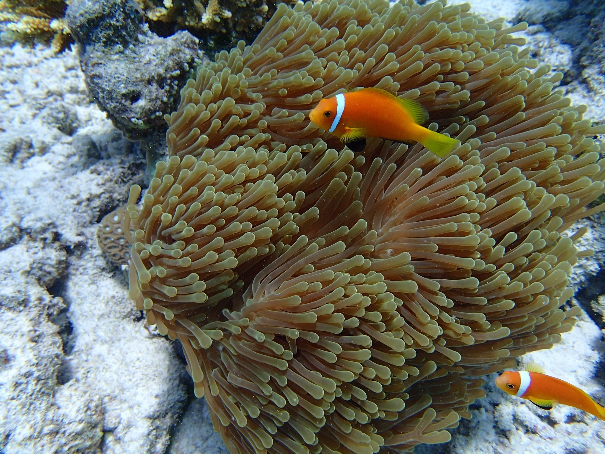 two orange clown fish near brown sea anemone