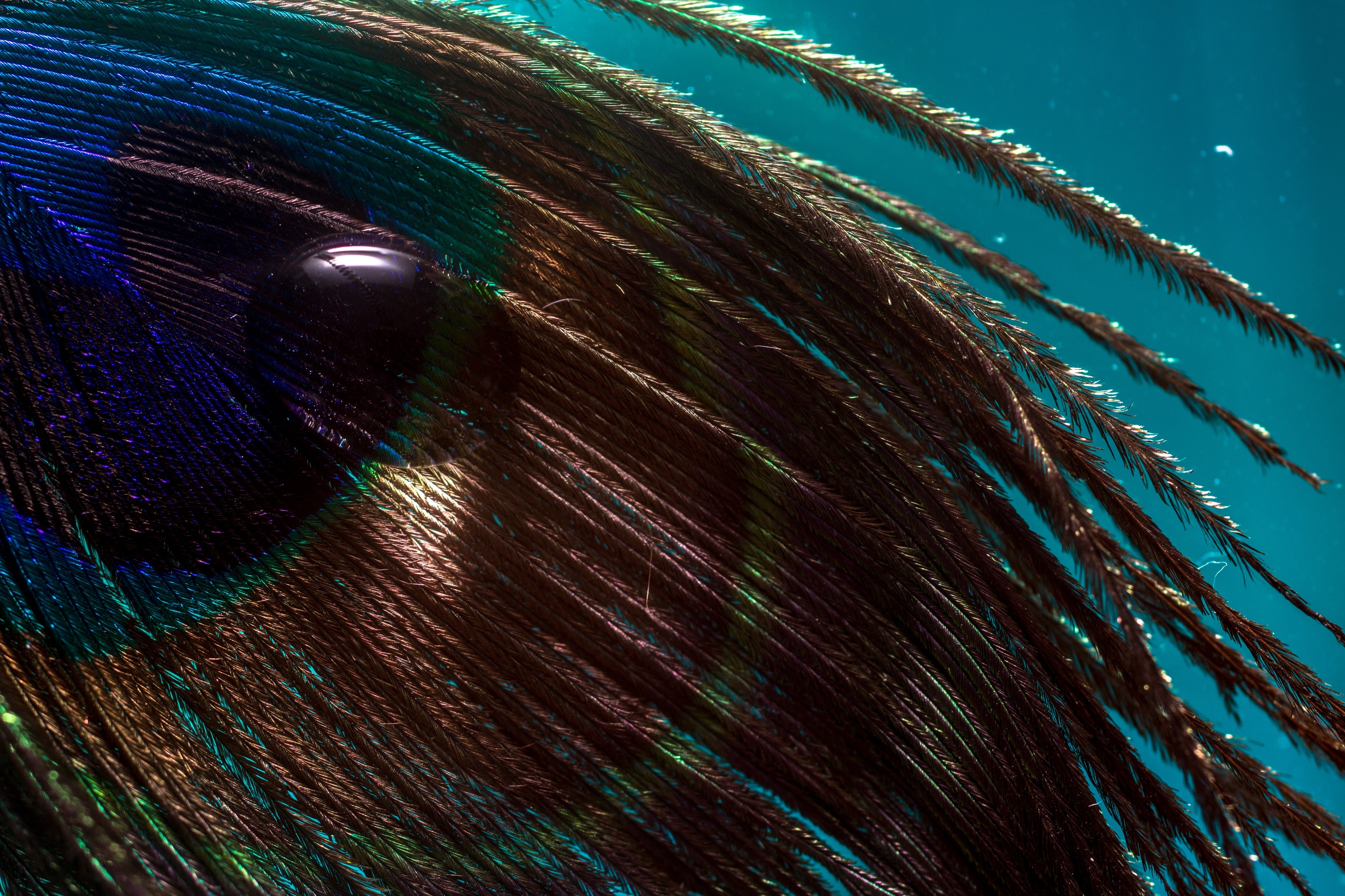 brown green blue and green peacock feather
