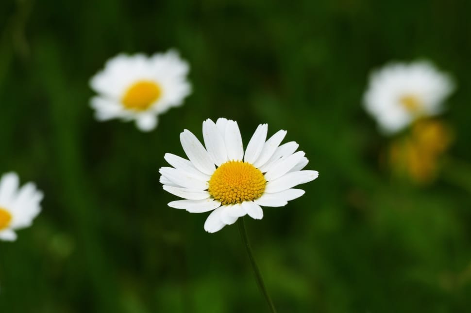 white daisy preview