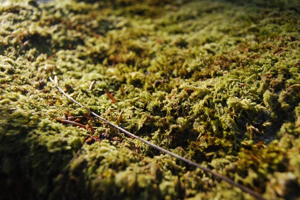 Moss, Nature, Garden, Forest, Green, nature, no people preview