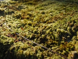 Moss, Nature, Garden, Forest, Green, nature, no people thumbnail