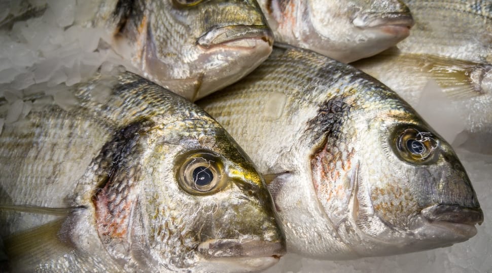 Fish, Sea Bream, Fishing, Market, fish, seafood preview