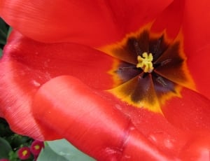 Flower, Tulip, Red, Network, Nature, flower, petal thumbnail