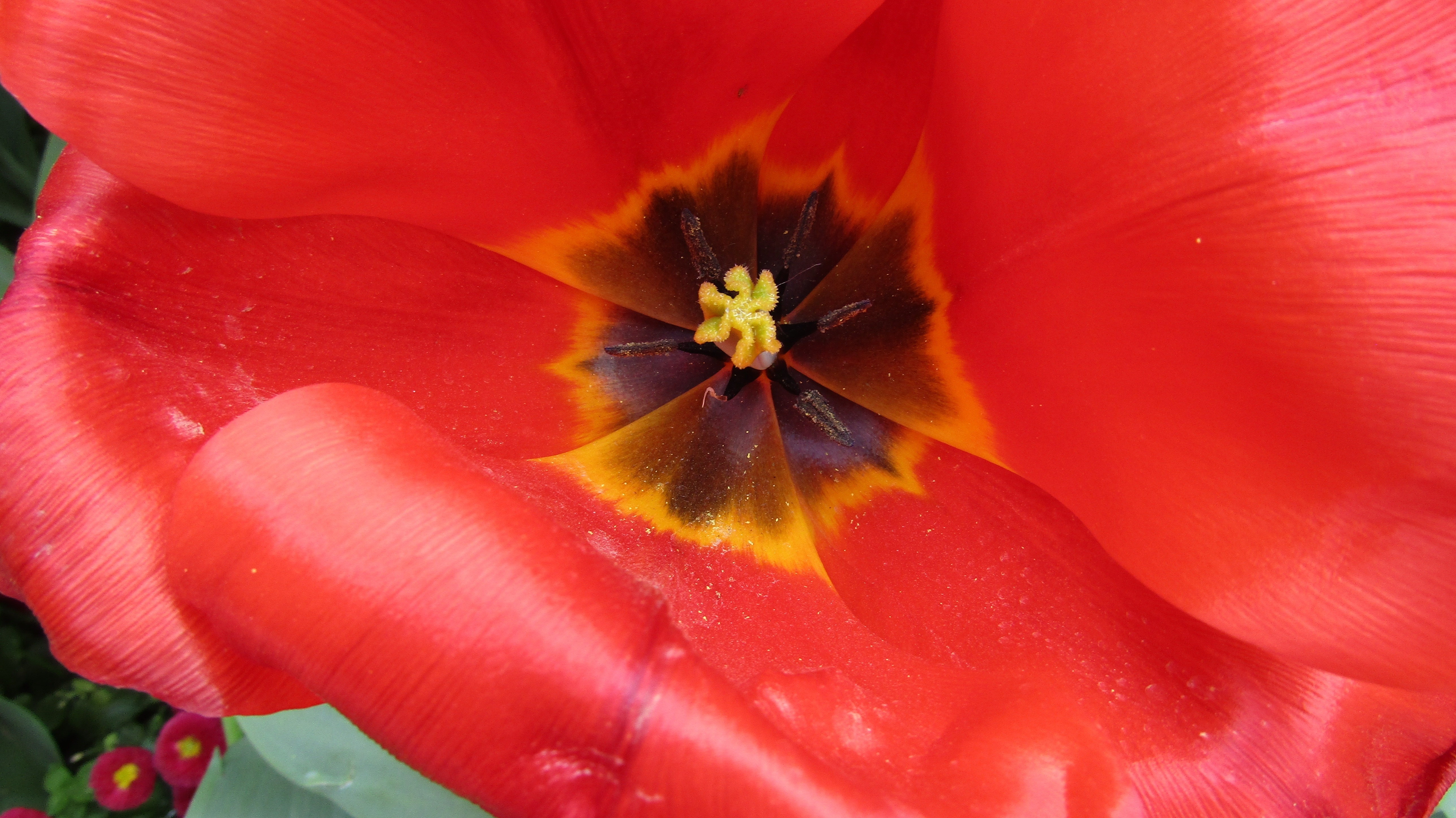 Flower, Tulip, Red, Network, Nature, flower, petal