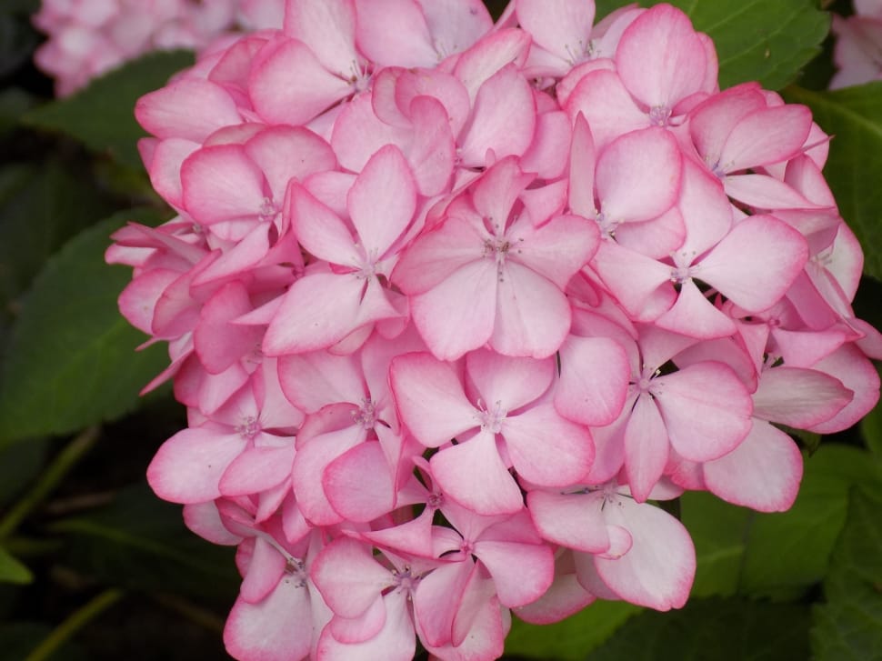 Hydrangea, Pink, Plant, Flower, Blossom, pink color, flower preview