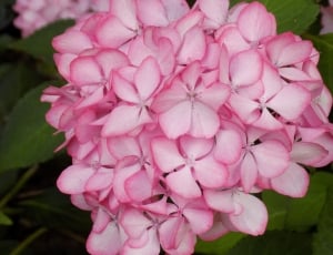 Hydrangea, Pink, Plant, Flower, Blossom, pink color, flower thumbnail