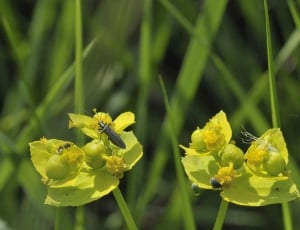 Yellow, Macro, Insect, Flora, Forage, green color, growth thumbnail