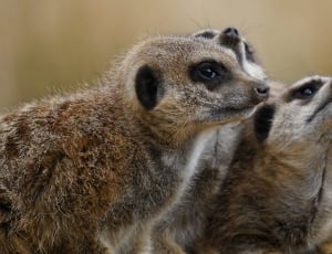 brown raccoon thumbnail